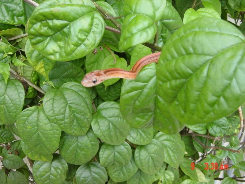 DSC04165.jpg