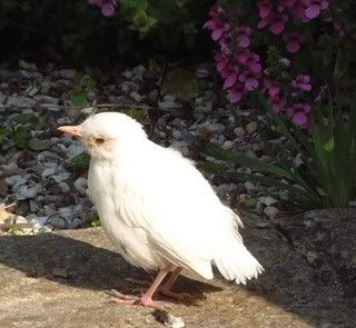 White Blackbird in Rayleigh - Barrie Howe-