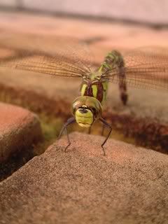 Dragonfly in Rayleigh - Barrie Howe