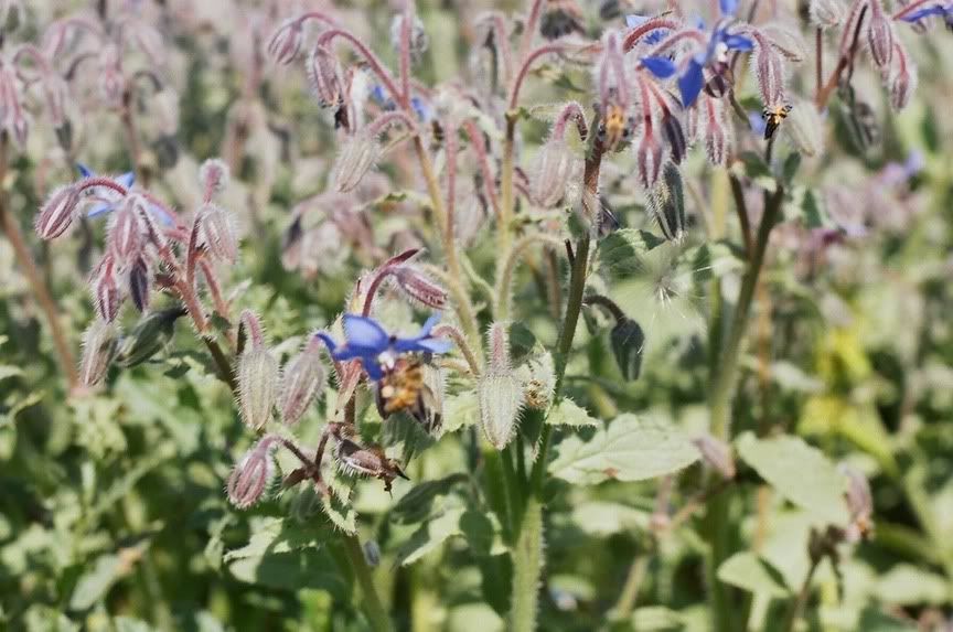 What is this blue flowering crop, app..80 acres?? Beesource Beekeeping Forums