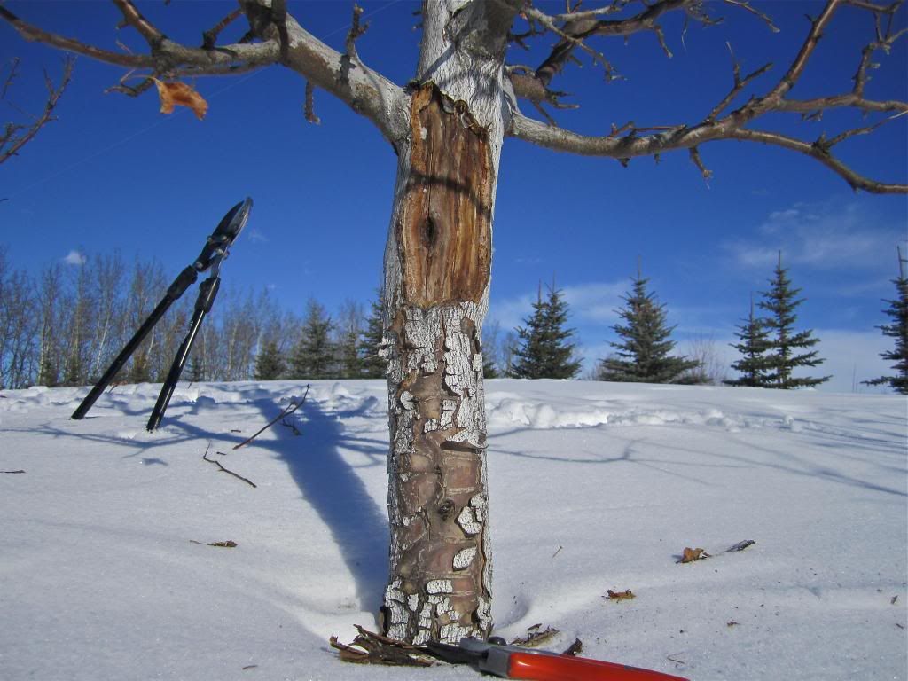 Febr. 23, 2013 photo IMG_0006_zps2a4d8ca0.jpg