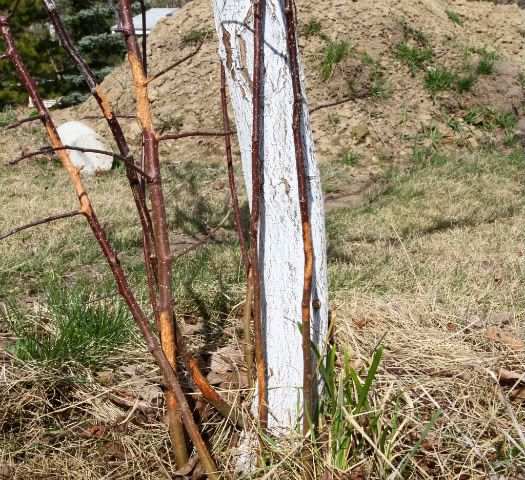  photo IMG_6954-1.jpg