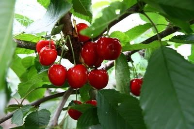 Stella, July 23, 2011