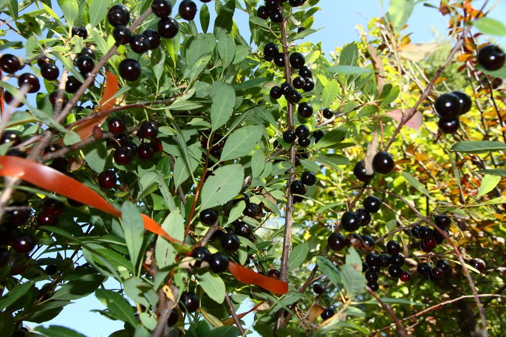 Sept. 8, 2011 photo IMG_9849.jpg