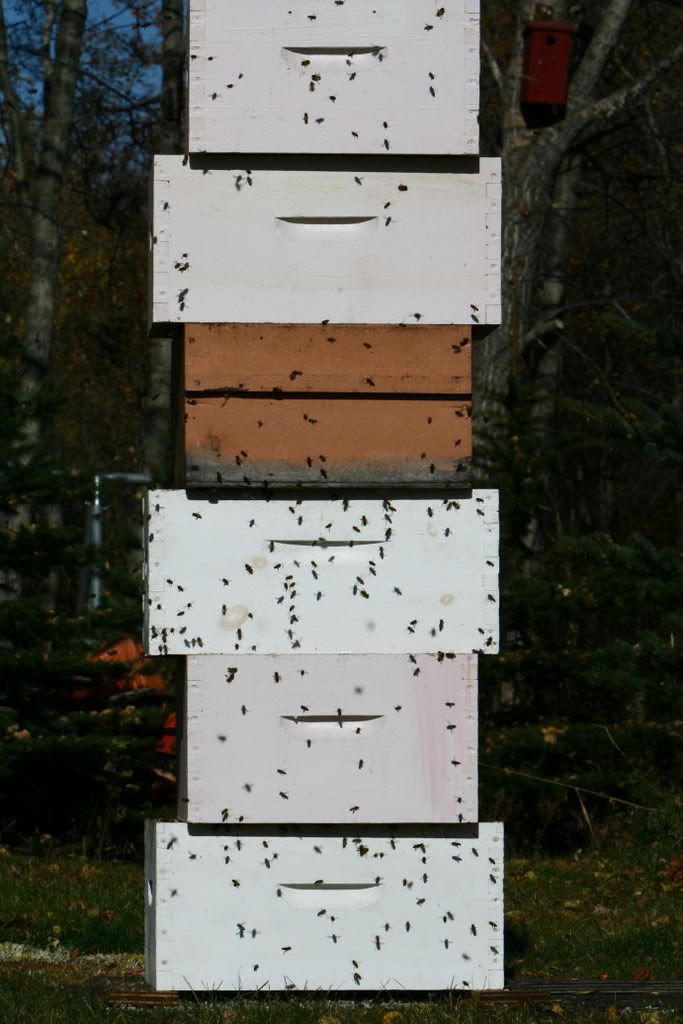 strapon video samples she fucks guys