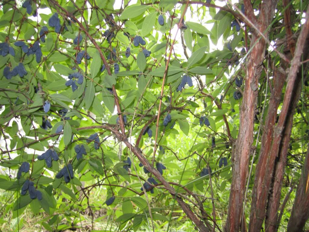 July 6, 2013 photo IMG_0024_zpsef189d4f.jpg