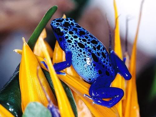 blue arrow frog