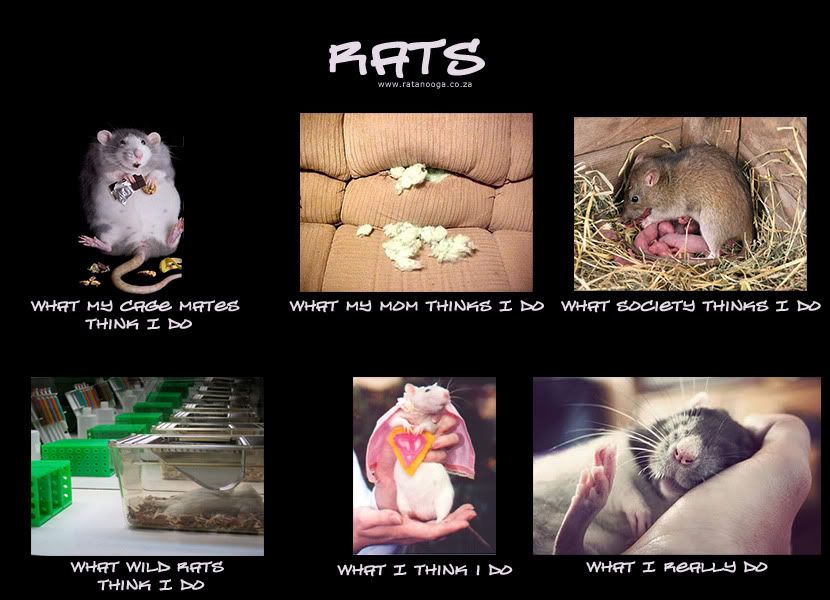 Rats-Meme.jpg