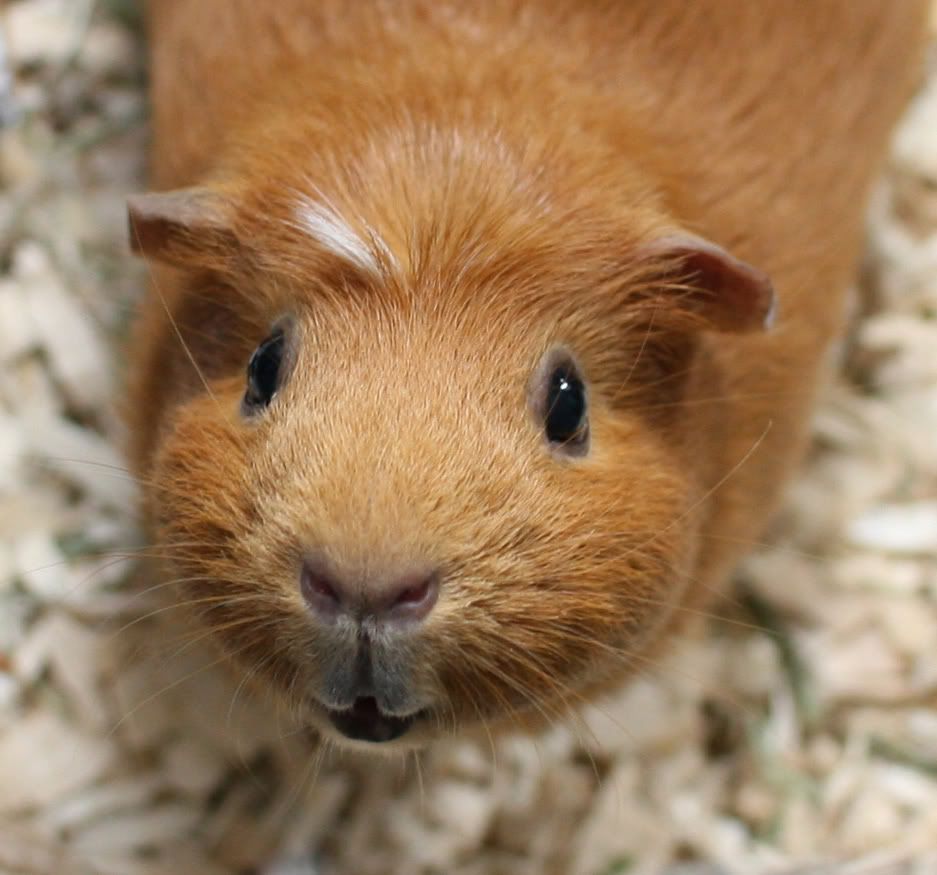 IMAGE: http://i25.photobucket.com/albums/c99/TruTurn/Zoie.jpg