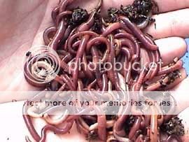 worms.jpg