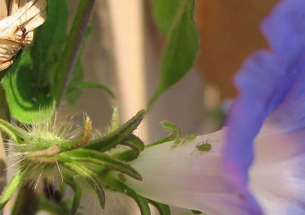 牵牛花上面的虫子.