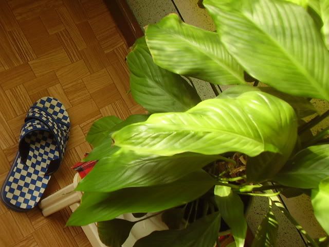 https://i25.photobucket.com/albums/c96/patisonee/Me/P21604522.jpg
